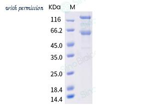 Sino Biological 40589-V08B6 image 1