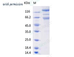 Sino Biological 40589-V08B9 image 1