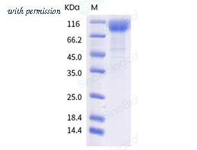 Sino Biological 40591-V08H17 image 1