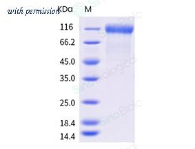 Sino Biological 40591-V08H6 image 1