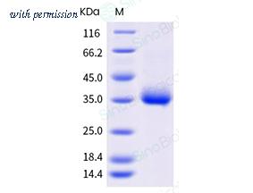 Sino Biological 40592-V08H81 image 1