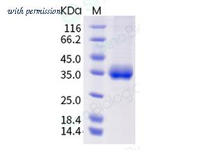 Sino Biological 40592-V08H86 image 1