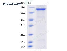 Sino Biological 40595-V08B image 1