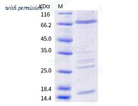 Sino Biological 40596-V07E image 1