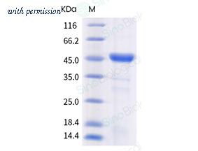 Sino Biological 40609-V10E3 image 1