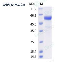 Sino Biological 40766-V08B image 1