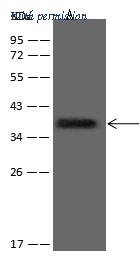 Sino Biological 11007-MM90 image 1