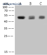 Sino Biological 202847-T32 image 1