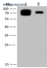 Sino Biological 40438-T62 image 1
