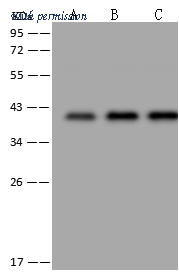Sino Biological 202325-T38 image 1
