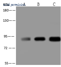 Sino Biological 202329-T32 image 1