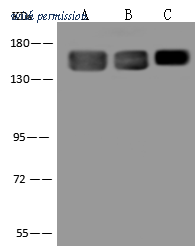 Sino Biological 310890-T36 image 1