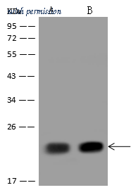 Sino Biological 208971-T36 image 1