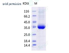 Sino Biological 40592-V08H107 image 1