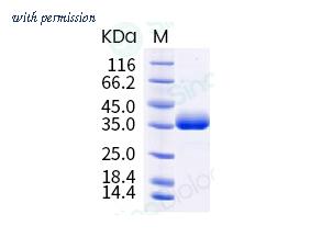 Sino Biological 40592-V08H88-B image 1