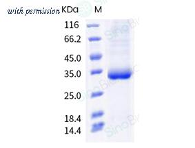 Sino Biological 40592-V08H97 image 1