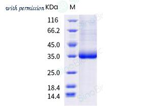 Sino Biological 40592-V08H99 image 1