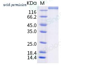 Sino Biological 40604-V08B-B image 1