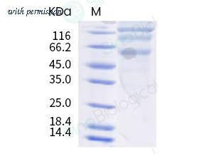 Sino Biological 40606-V08B-B image 1