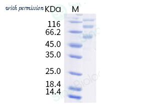 Sino Biological 40607-V08B-B image 1