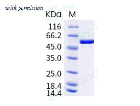 Sino Biological 40779-V08B image 1