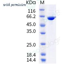 Sino Biological 40781-V08B image 1