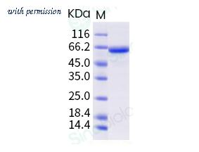 Sino Biological 40784-V08B image 1
