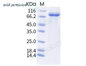 Sino Biological 40787-V08H1 image 1