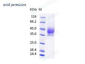 Sino Biological 40791-V08H image 1