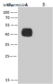 Sino Biological 40588-MM122 image 1