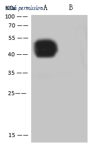 Sino Biological 40588-RA84 image 1