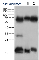 Sino Biological 102137-T44 image 1