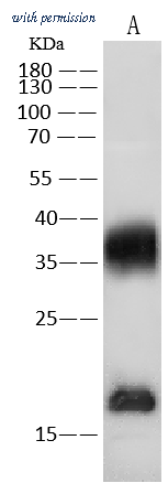 Sino Biological 50350-T44 image 1