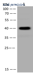 Sino Biological 310796-T32 image 1