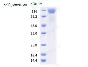 Sino Biological 40591-V08H22 image 1