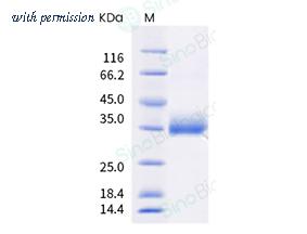 Sino Biological 40592-V08H2-B image 1