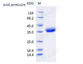 Sino Biological 40592-V49H4-B image 1