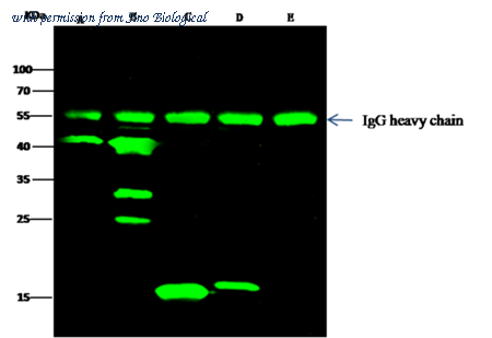 Sino Biological 100378-T36 image 1