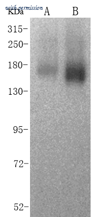 Sino Biological 10051-T60 image 1
