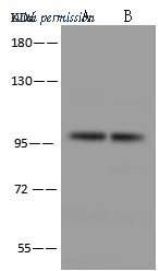 Sino Biological 101620-T36 image 1