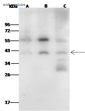 Sino Biological 102070-T38 image 1
