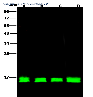 Sino Biological 102139-T42 image 1