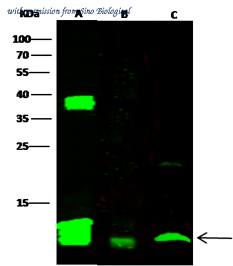 Sino Biological 10268-RP02 image 1