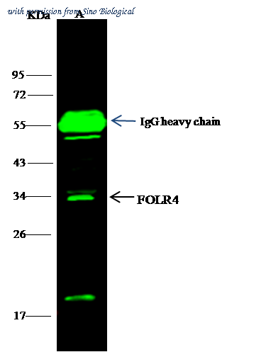 Sino Biological 103102-T36 image 1