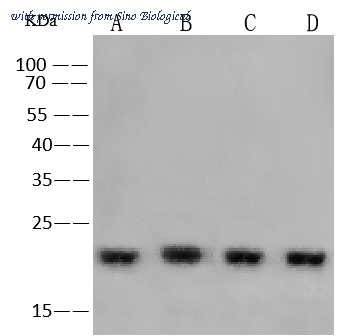 Sino Biological 11727-T48 image 1