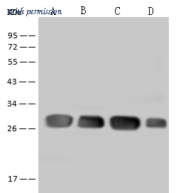 Sino Biological 203057-T46 image 1