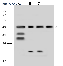 Sino Biological 203362-T46 image 1