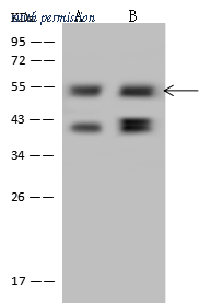 Sino Biological 203686-T38 image 1
