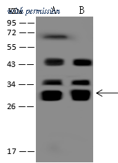 Sino Biological 204442-T46 image 1