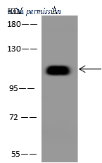 Sino Biological 204717-T44 image 1